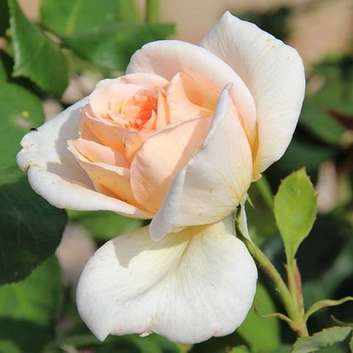 Rosa Grand Mogul - blanco - Árbol de Rosas Híbrido de Té - rosal de pie alto- forma de corona de tallo recto